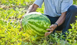 广西北流吃瓜爆料,揭秘广西北流吃瓜爆料背后的故事